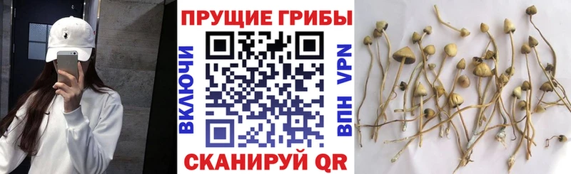 купить   гидра ТОР  Галлюциногенные грибы мицелий  Долинск 